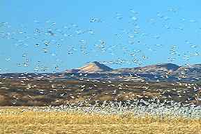 Flight of geese at Bosque del Apache